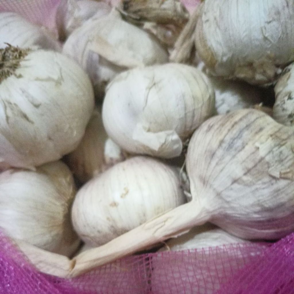 

Bawang putih kulit | Kering | awet tetap segar