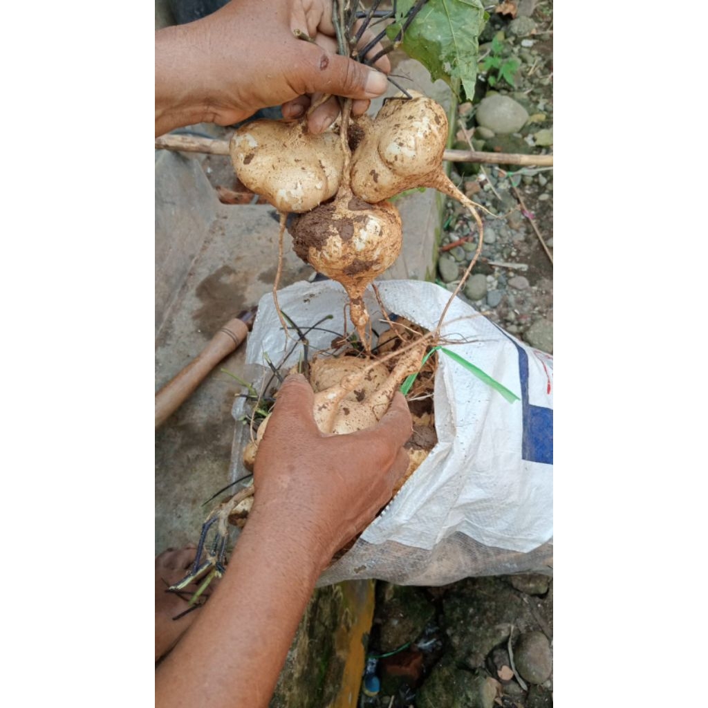 

PROMO BENGKOANG KEBUMEN 1KG /besusu /bengkuang