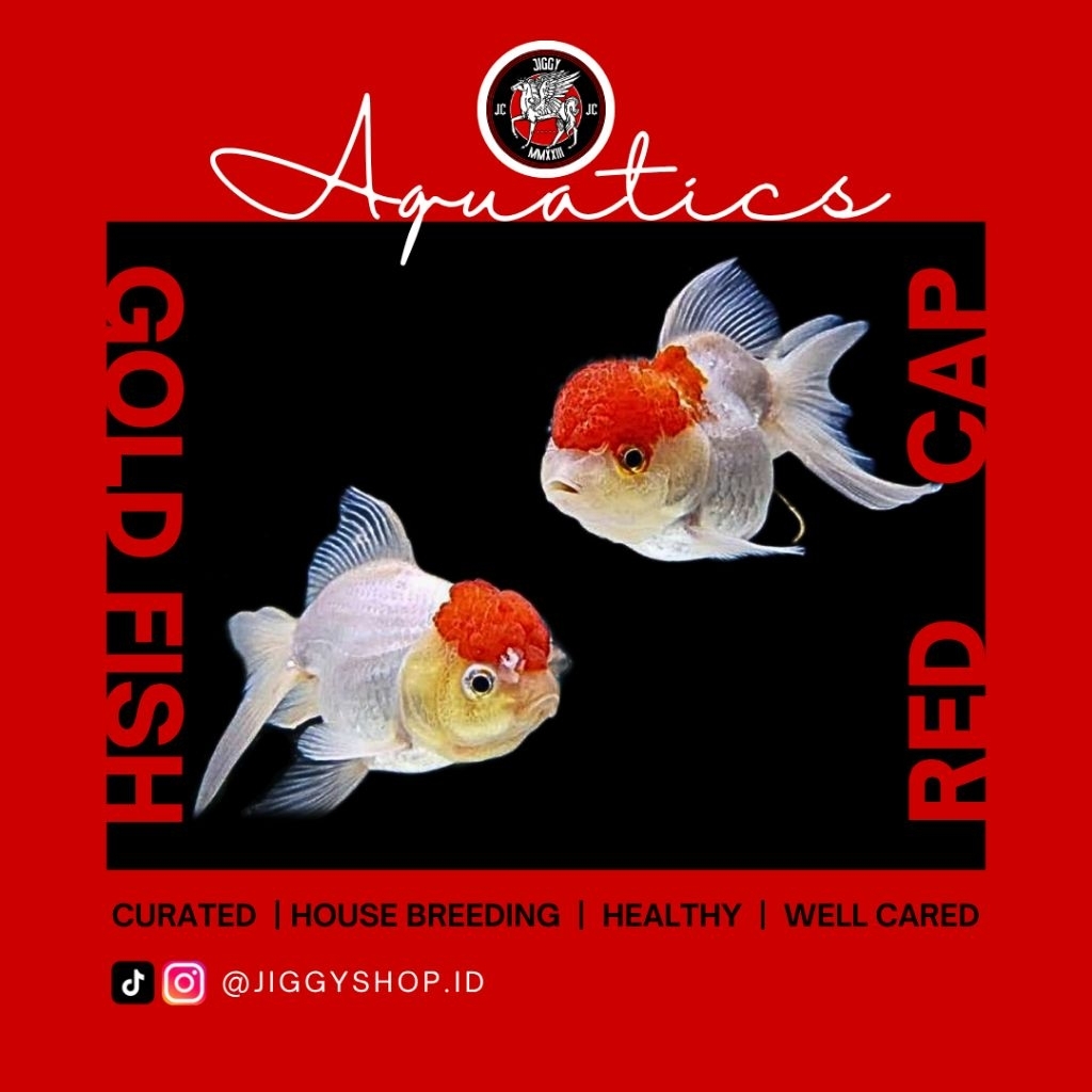 GOLD FISH RED CAP - ikan hias air tawar | ikan mas koki kepala merah