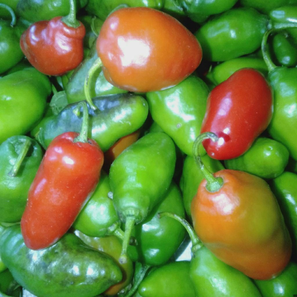 

CABE GENDOT SEGAR, PAKET HEMAT ISI 1KG, SPESIAL BUAH/SAYUR CABE GENDOT TORAJA