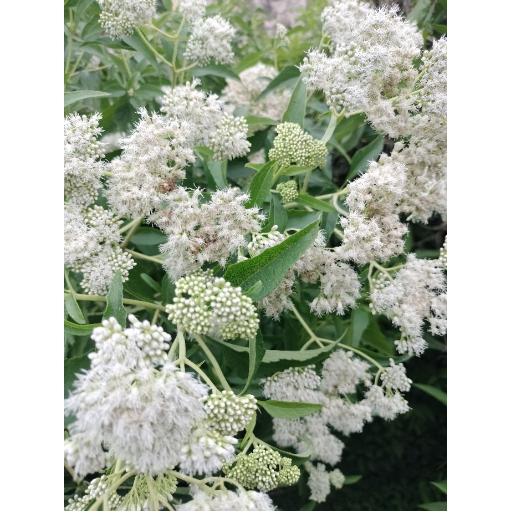 

Bunga Kirinyuh segar atoubunga kopasada per 400 grm