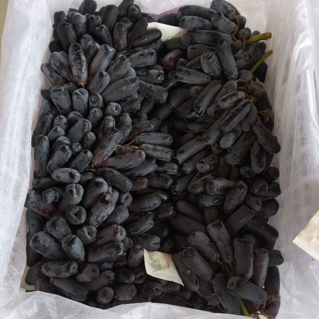 

Buah Anggur Hitam Jari // buah anggur hitam sapphire Fresh 1kg