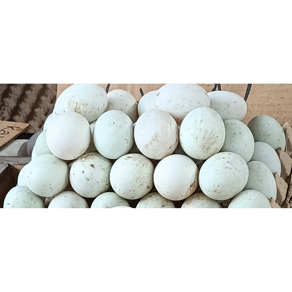 

Telur Bebek Omega 3 Isi 10 Butir Atau 30 Butir Asli Dari Medan Ukuran Besar Warna Kulit Hijau