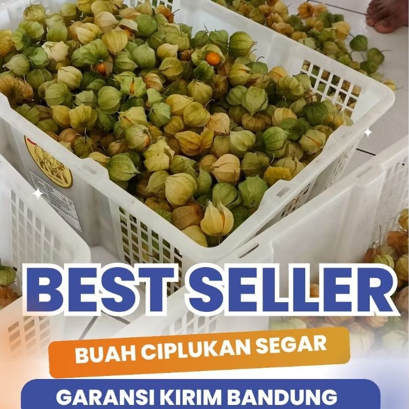 

1 ONS BUAH CIPLUKAN SEGAR BERMANFAAT DAN LANGAUNG DARI KEBUN