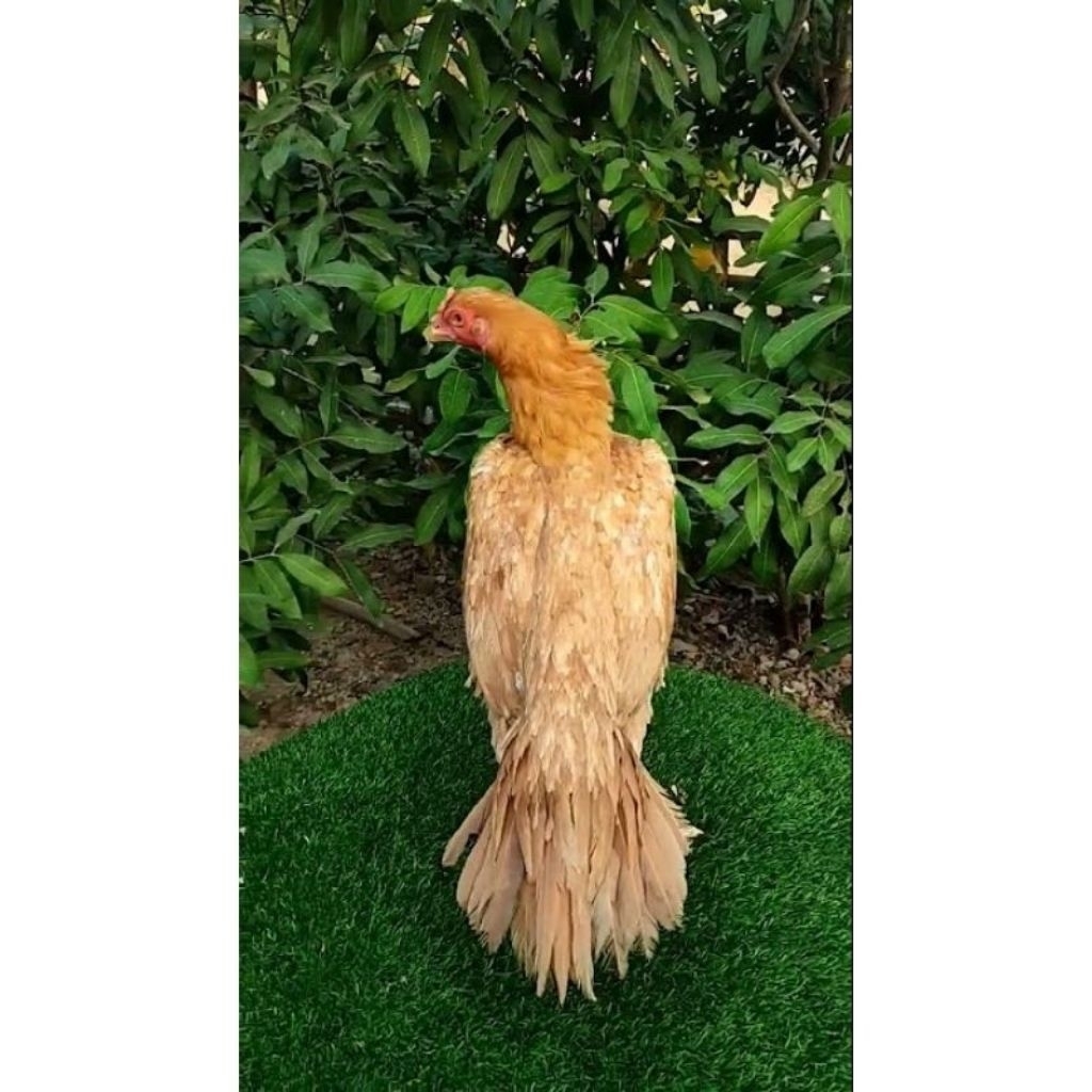 

Paket hemat 5 Telur Ayam Bangkok Ekor Lidi Wangkas siap untuk ditetaskan