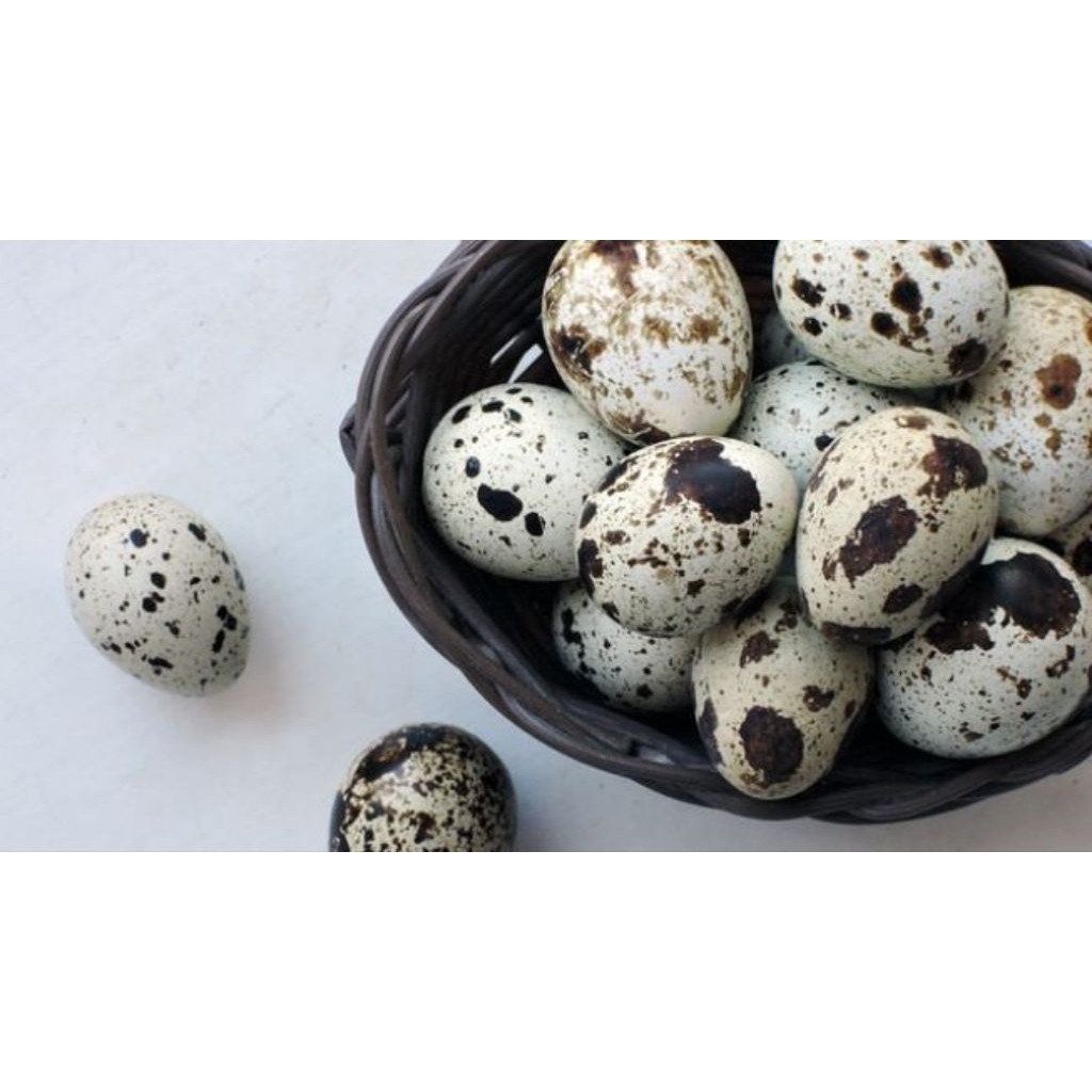 

TELUR PUYUH SEGAR BANDUNG