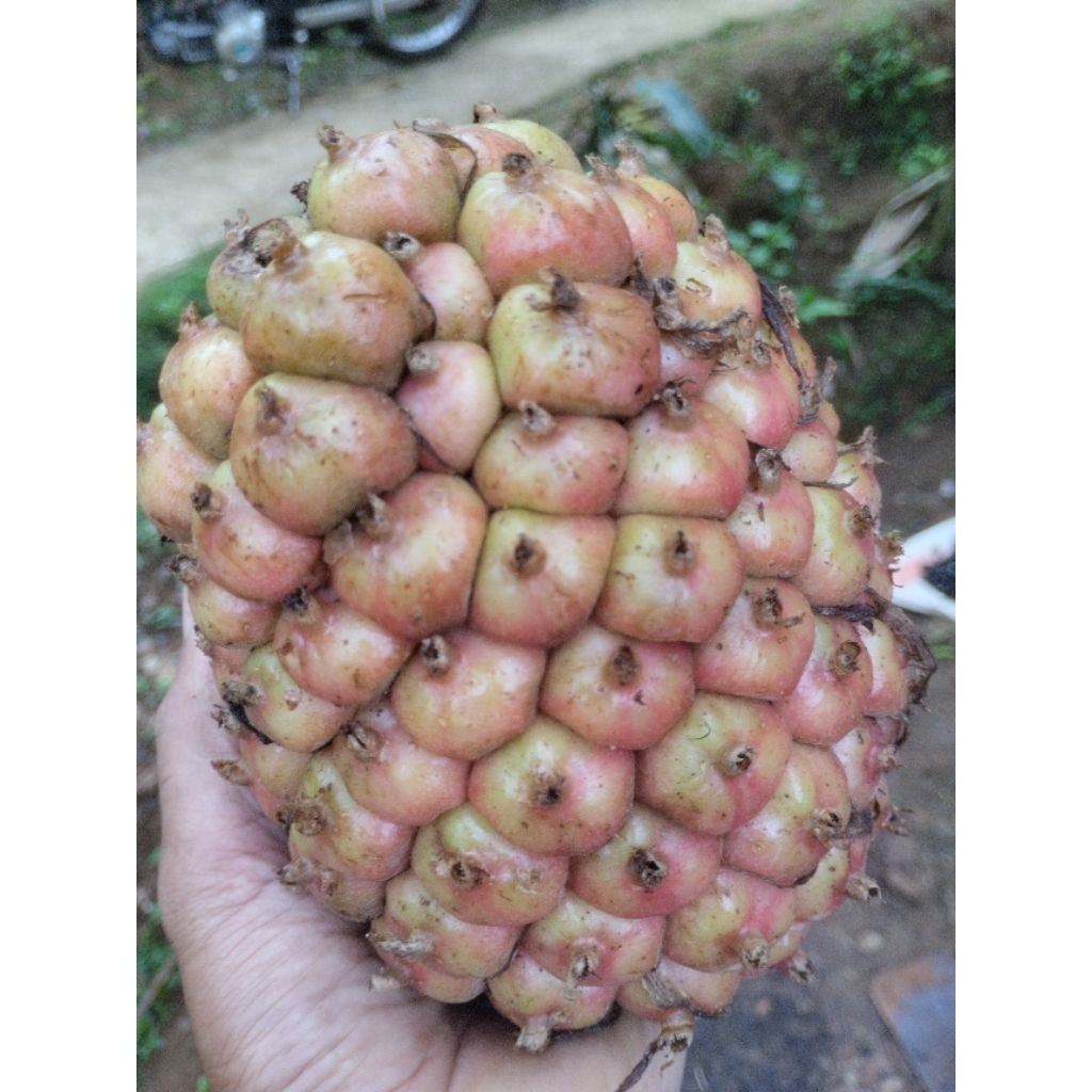 

buah honye segar 1kg