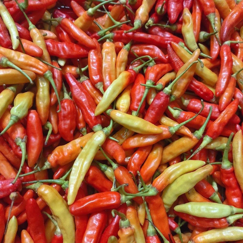 

Cabe Rawit Lombok Kecil 250gr