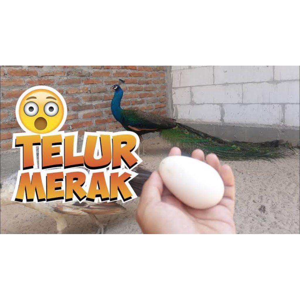 

telur merak biru fertil asli siap tetas