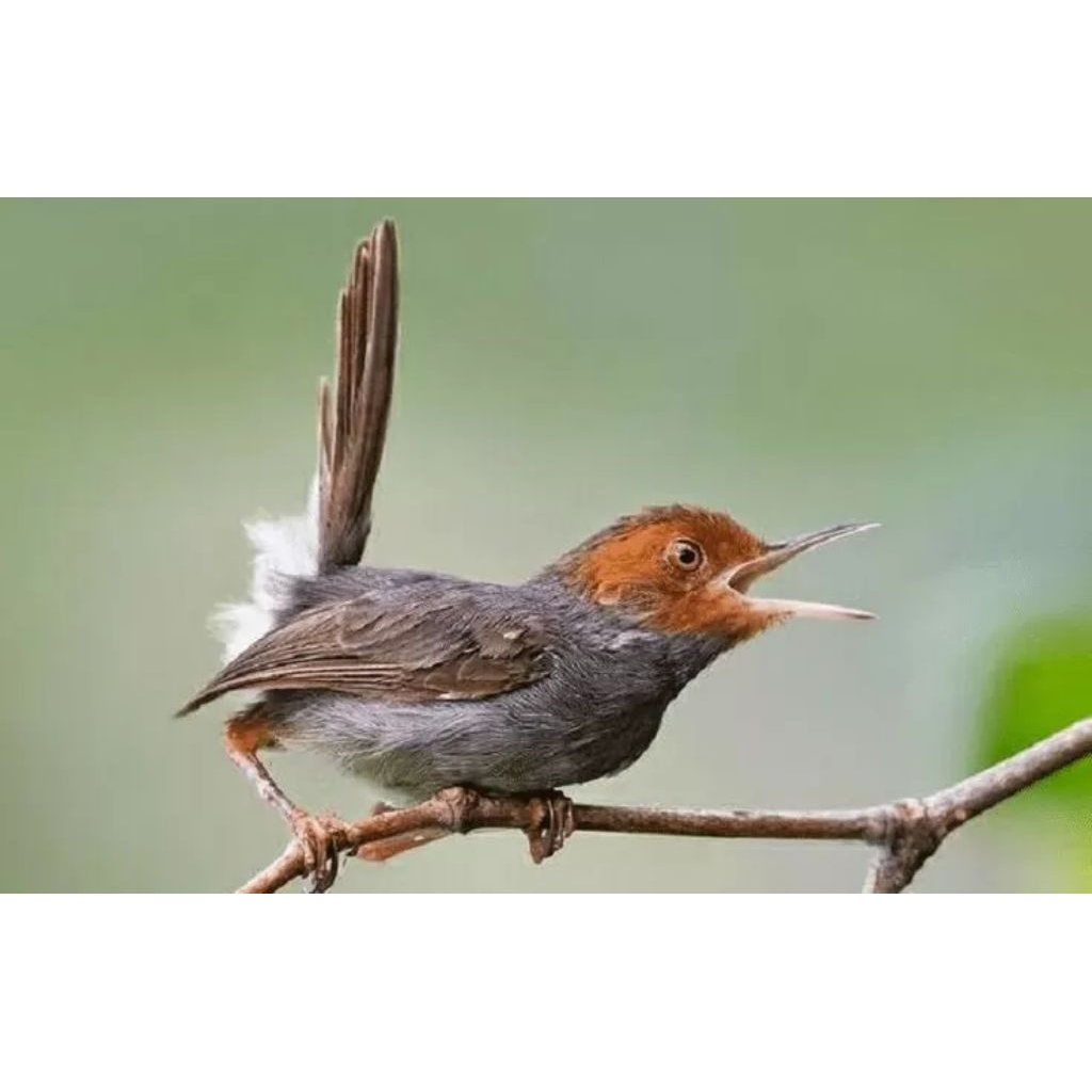 burung prenjak kepala merah sudah berbunyi