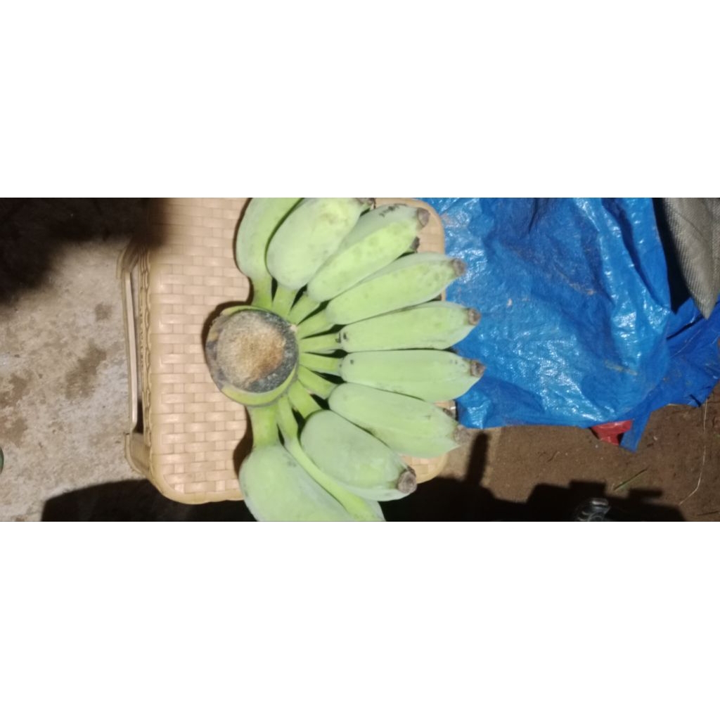 

pisang siem/pisang bedong tua mentah 1 kg