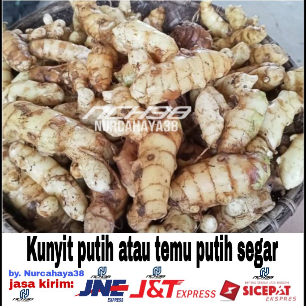 

Temu putih | Temu putih segar 500g | kunyit putih segar dan fresh 500gram