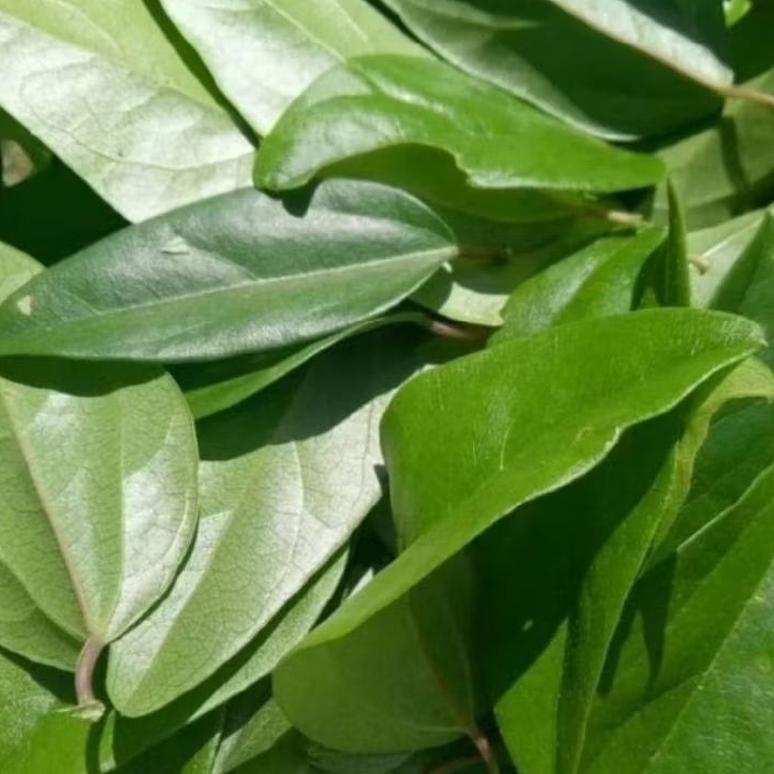 

Daun cincow/Ki panas kaya mnapaat 100 lembar