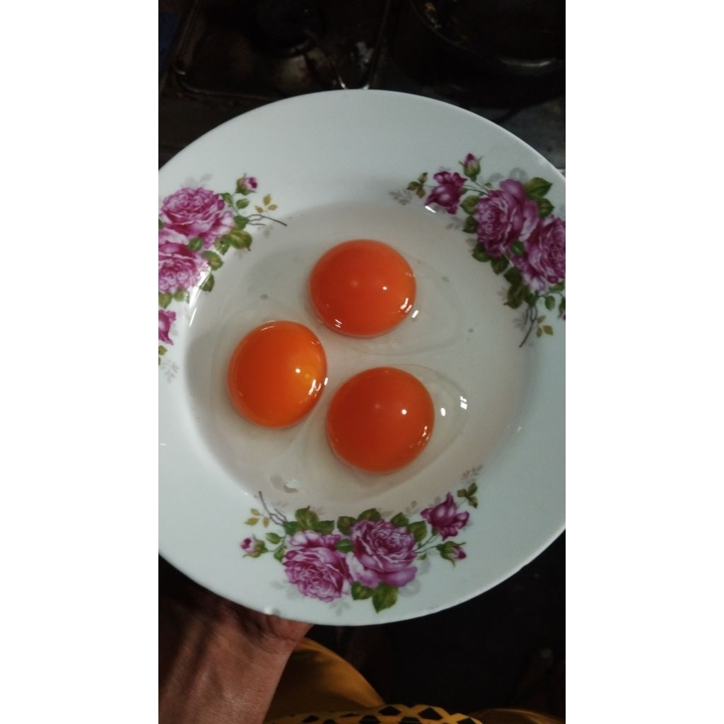 

TELUR BEBEK OMEGA LANGSUNG DARI PETERNAK