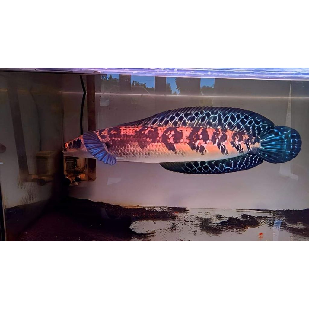 Channa Maru Ys Size 20-23Cm Batik Bahan Progres Sortiran Istimewah