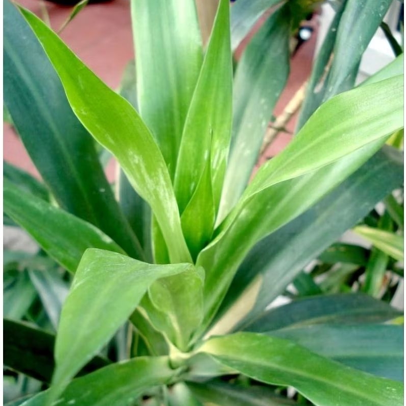 

Daun Suji 20 Lembar Helay Seger Fresh Pewarna Makanan DLL