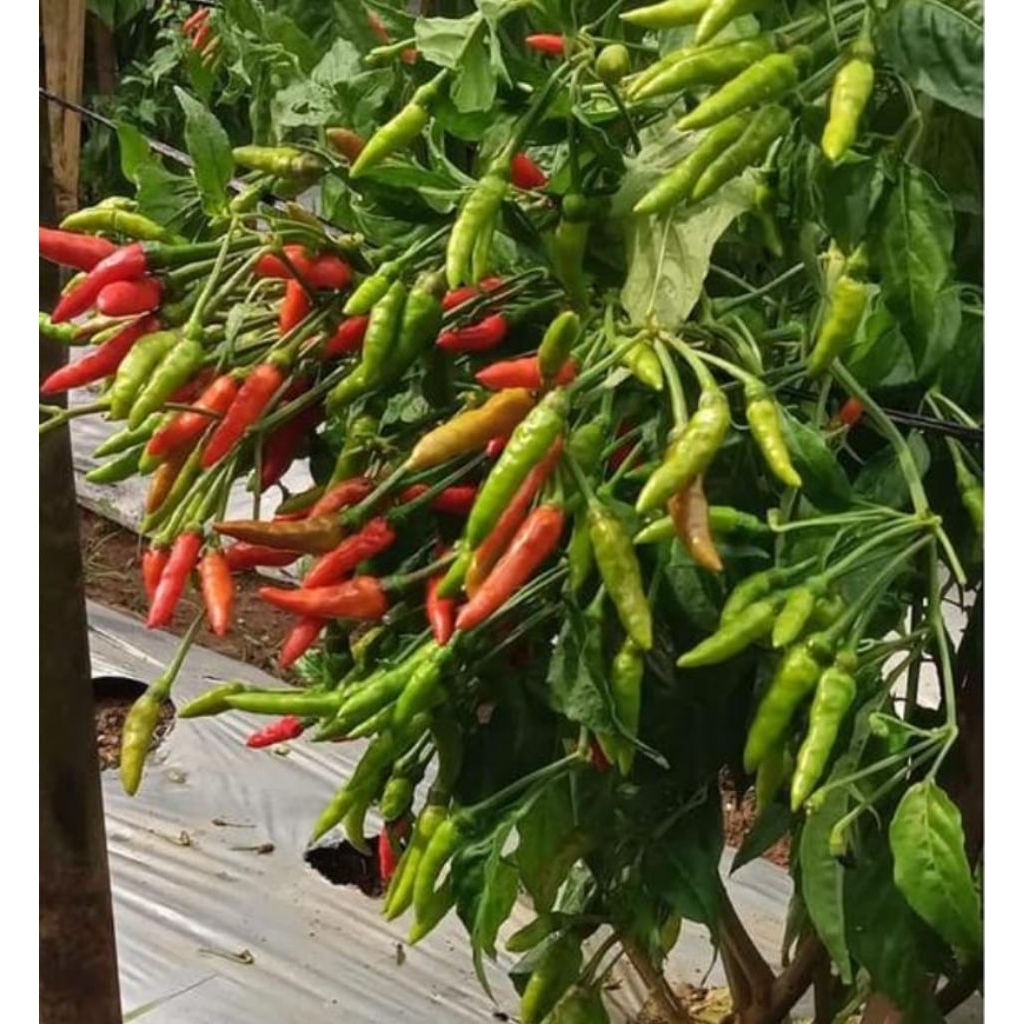 150 Benih Cabai Rawit Dompolan Orion Hijau