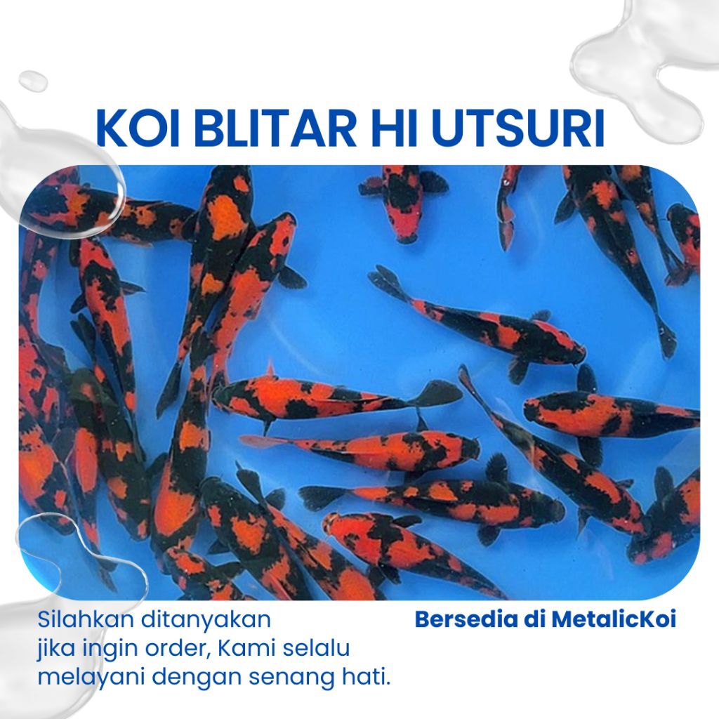 Ready Koi Blitar ki Utsuri size 15 CM ( Aksesoris Aquarium  )