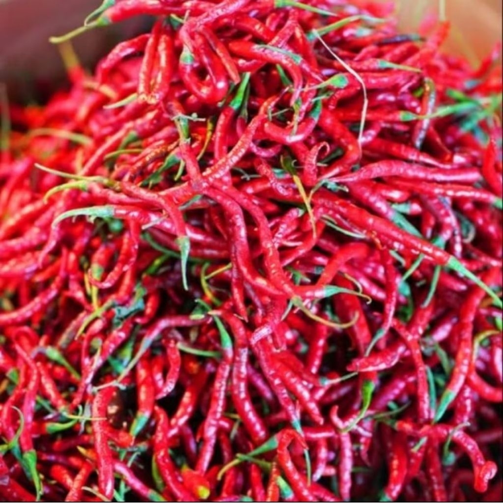 

CABE CABAI KRITING MERAH