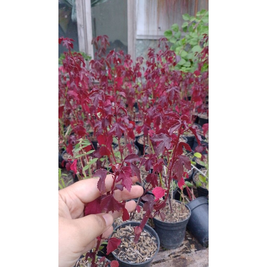 BAHAN BONSAI RED PANAMA MAPLE