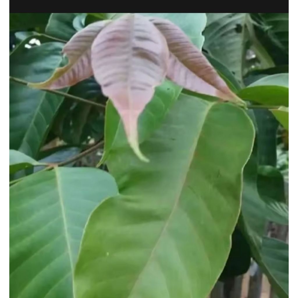 

DAUN KACAPI SEGAR ISI 100 LEMBAR