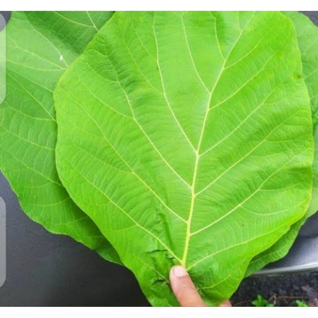 

daun jati segar fresh bungkus makanan per 1 lembar