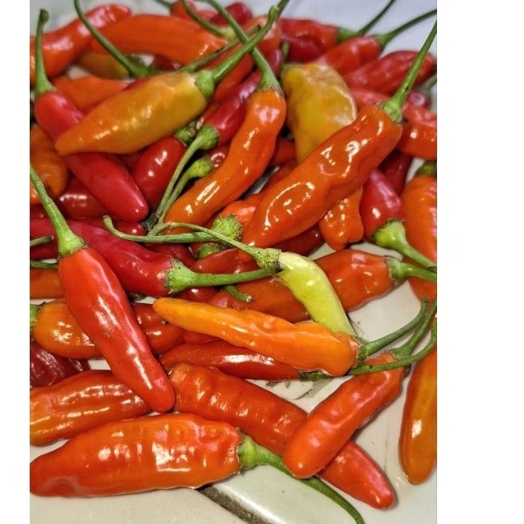 

cabe rawit pedas,,,250gr