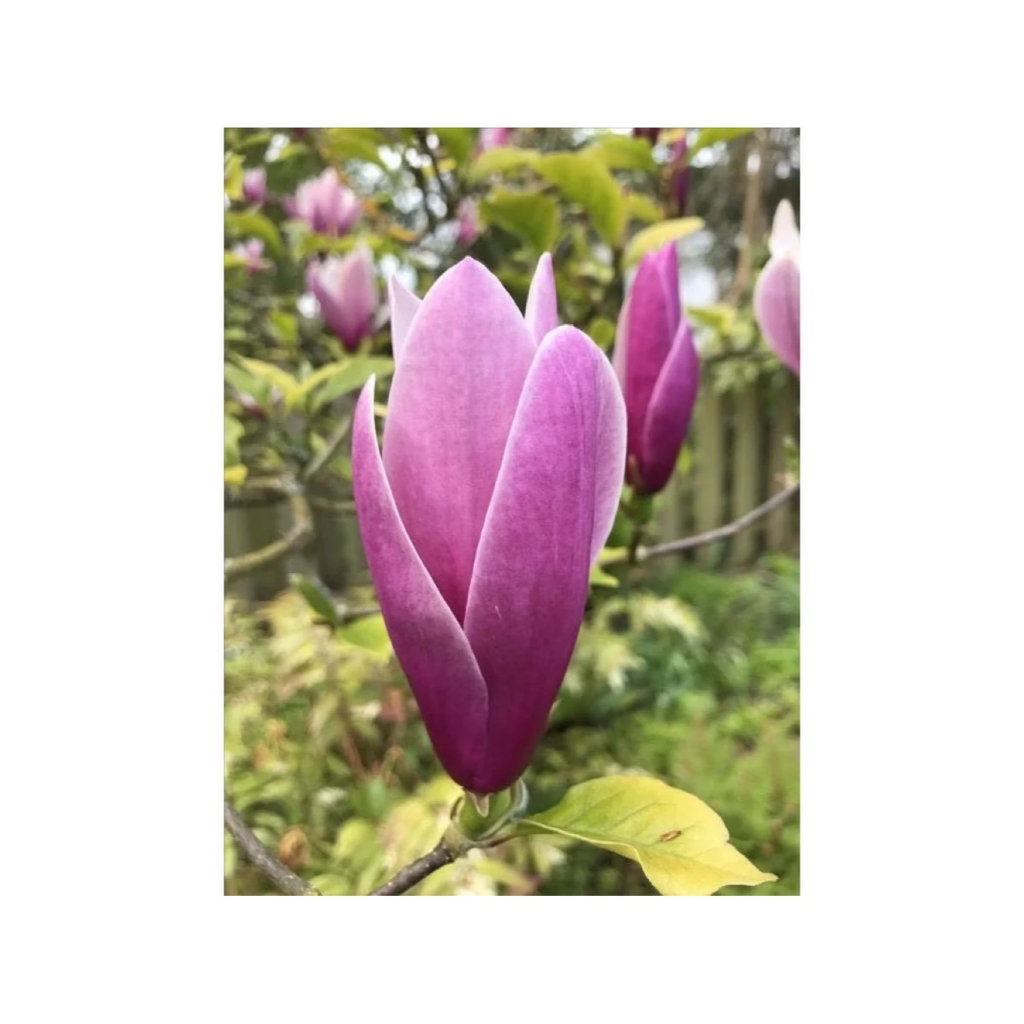 Kantil Ungu - Bibit Tanaman Bunga Kantil Ungu - Tanaman Hias Cempaka Kantil Ungu