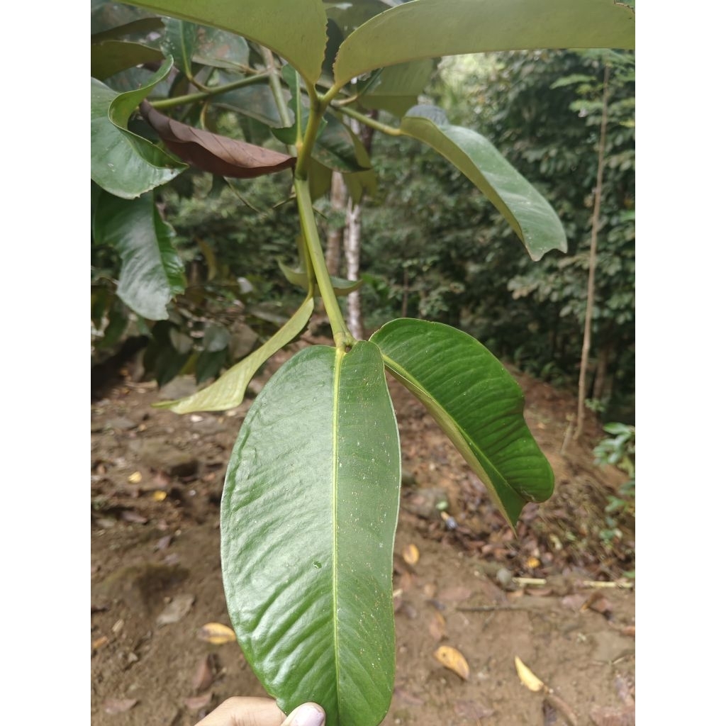 

Daun Manggis Segar 100gr