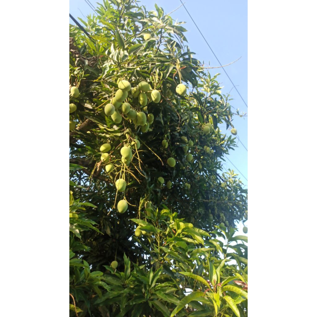 

Mangga Muda | Mangga Pencok per biji