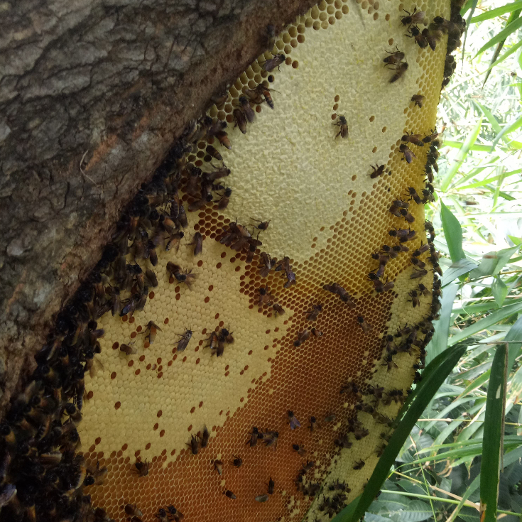 

Madu Sarang Liar Asli 100% Tanpa Campuran Kemasan 1 KG