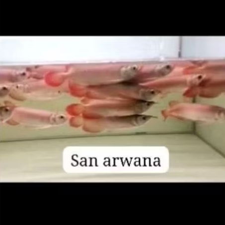 pesanan super Chili red sr lengkap