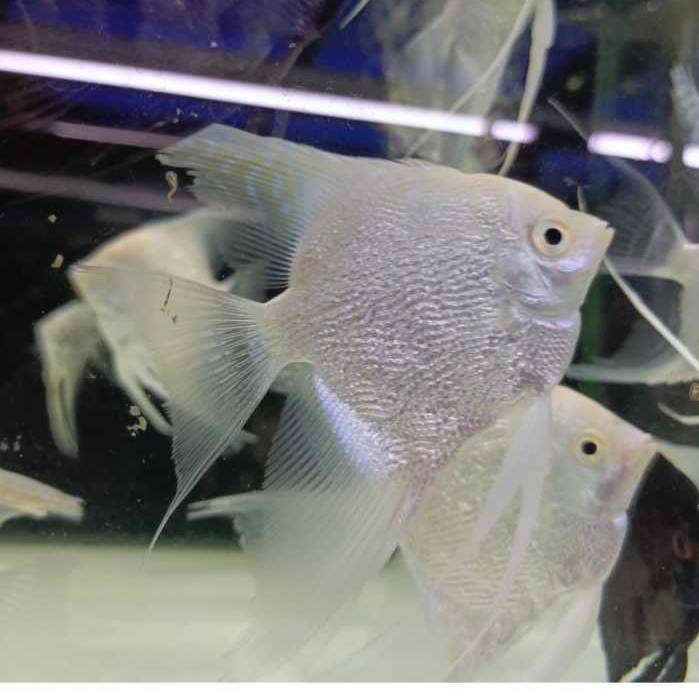 Ikan Hias Manfish Platinum Jumbo