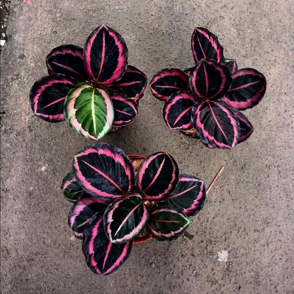 Tanaman hias calathea pink jessy - calathea pink jessy - tanaman indoor calathea