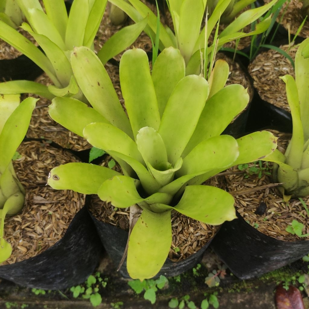 Bromelia Aechmea Golden / Bromelia hijau