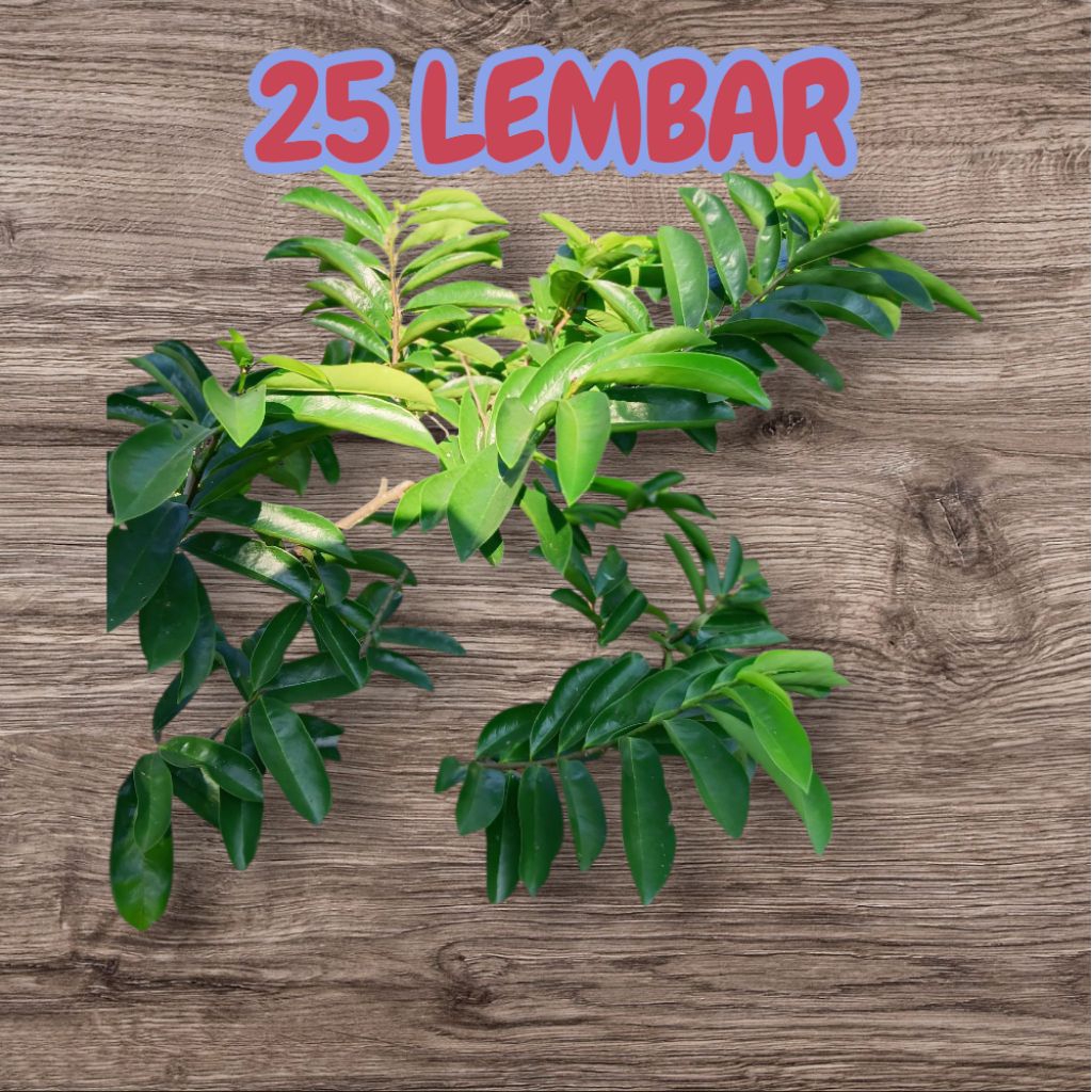 

Daun Sirsak 25 Lembar yang langsung dari pohon untuk bahan Obat