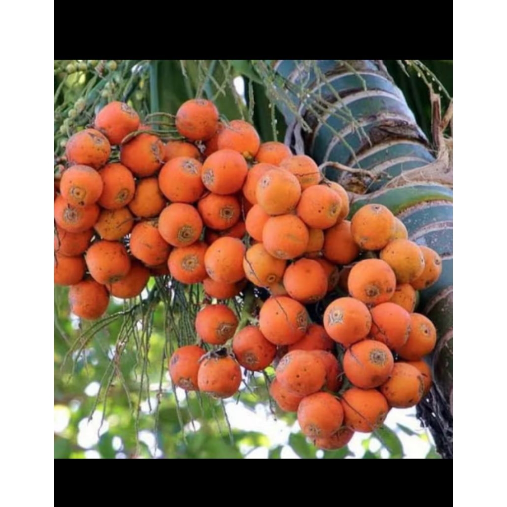 

buah pinang tua/matang 1kg (herbal tradisional)