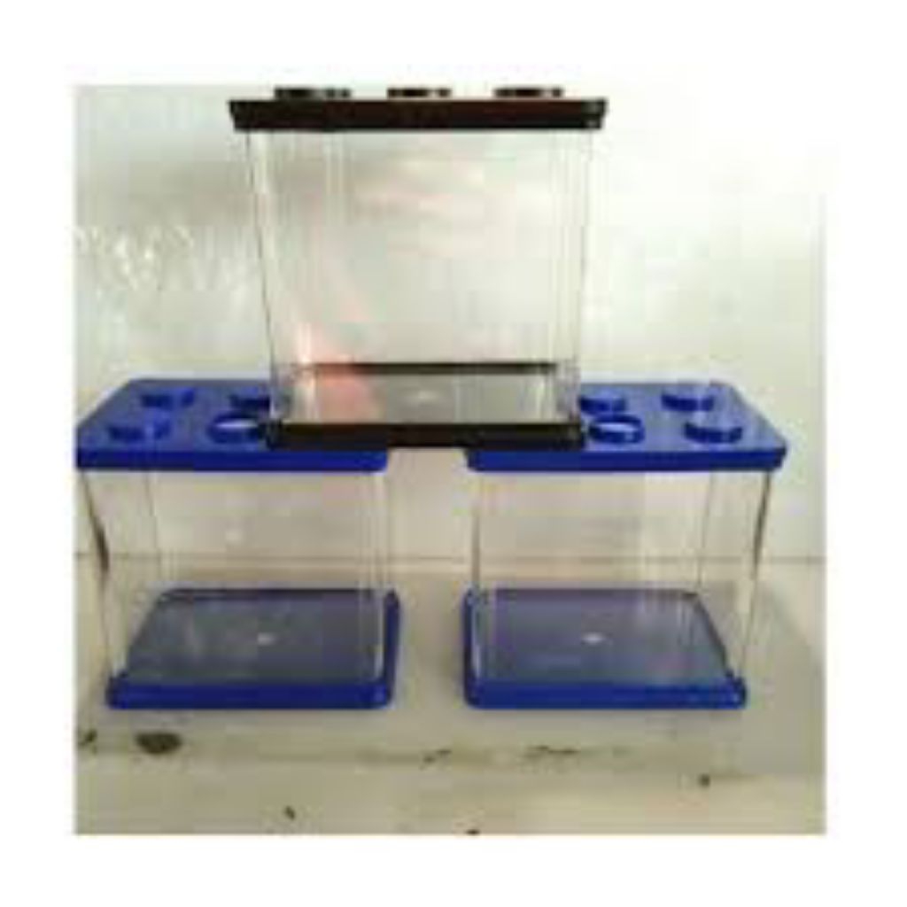 Akuarium ikan cupang