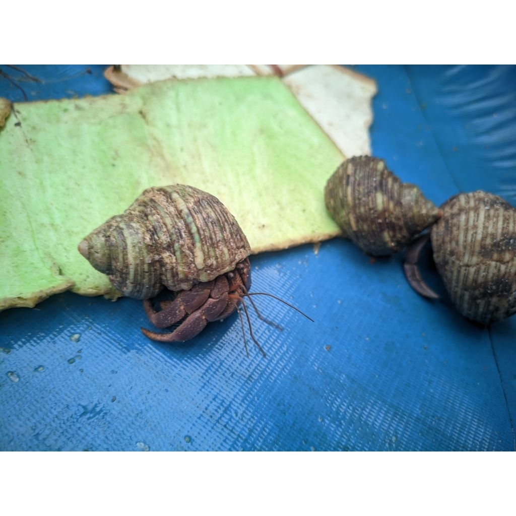 Grosir mainan kelomang perkilo ukuran 5-10 cm