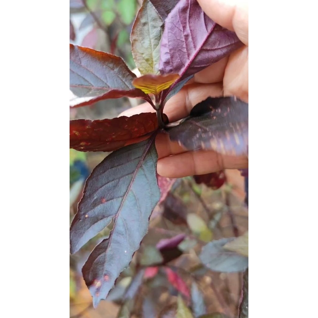 

daun ungu/daun handeulem segar per 50 lembar