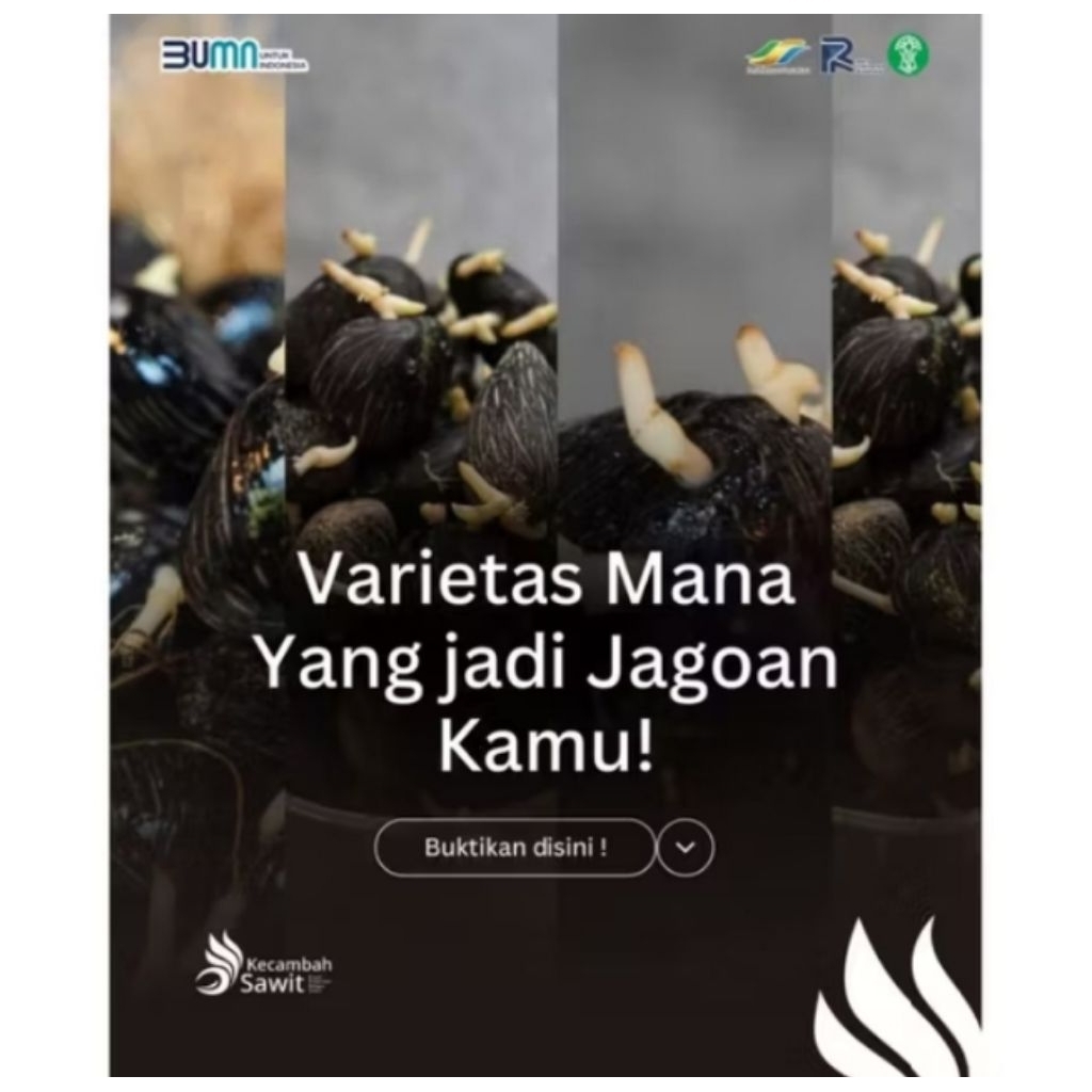 KECAMBAH SAWIT BERKUALITAS SOCFINDO