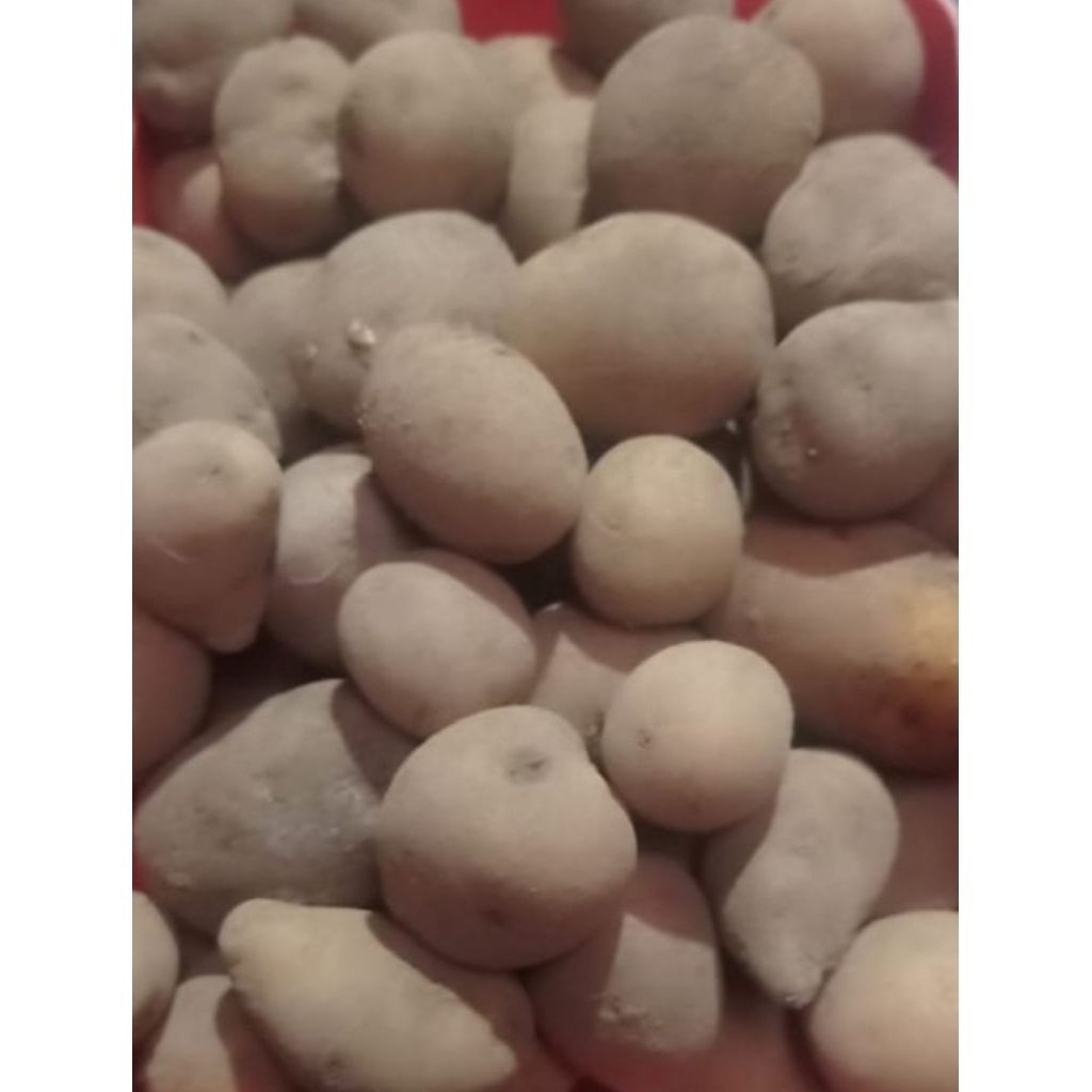 

Kentang baby dari dataran tinggi dieng