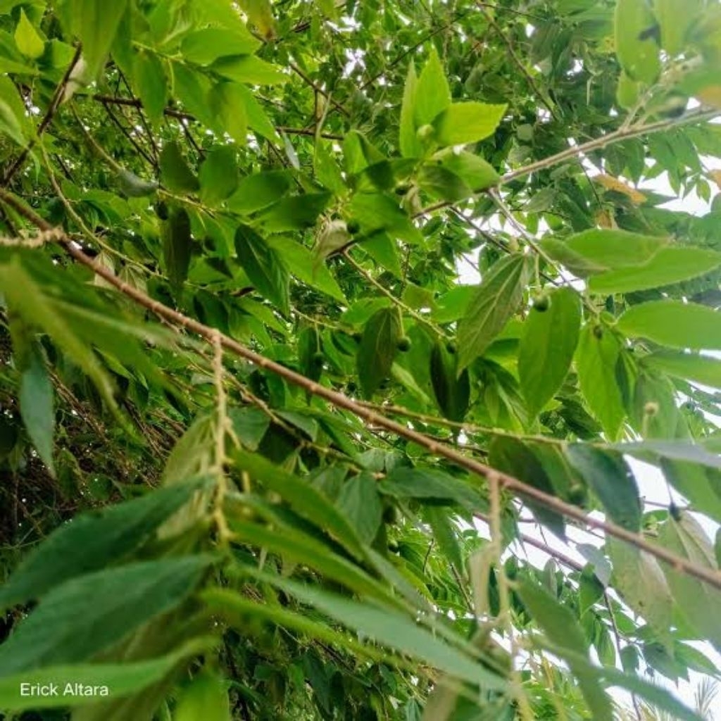 

satu pic DAUN KERSEN /DAUN TALOOK CERI FRESH OBAT ANTI DIOKSIDA