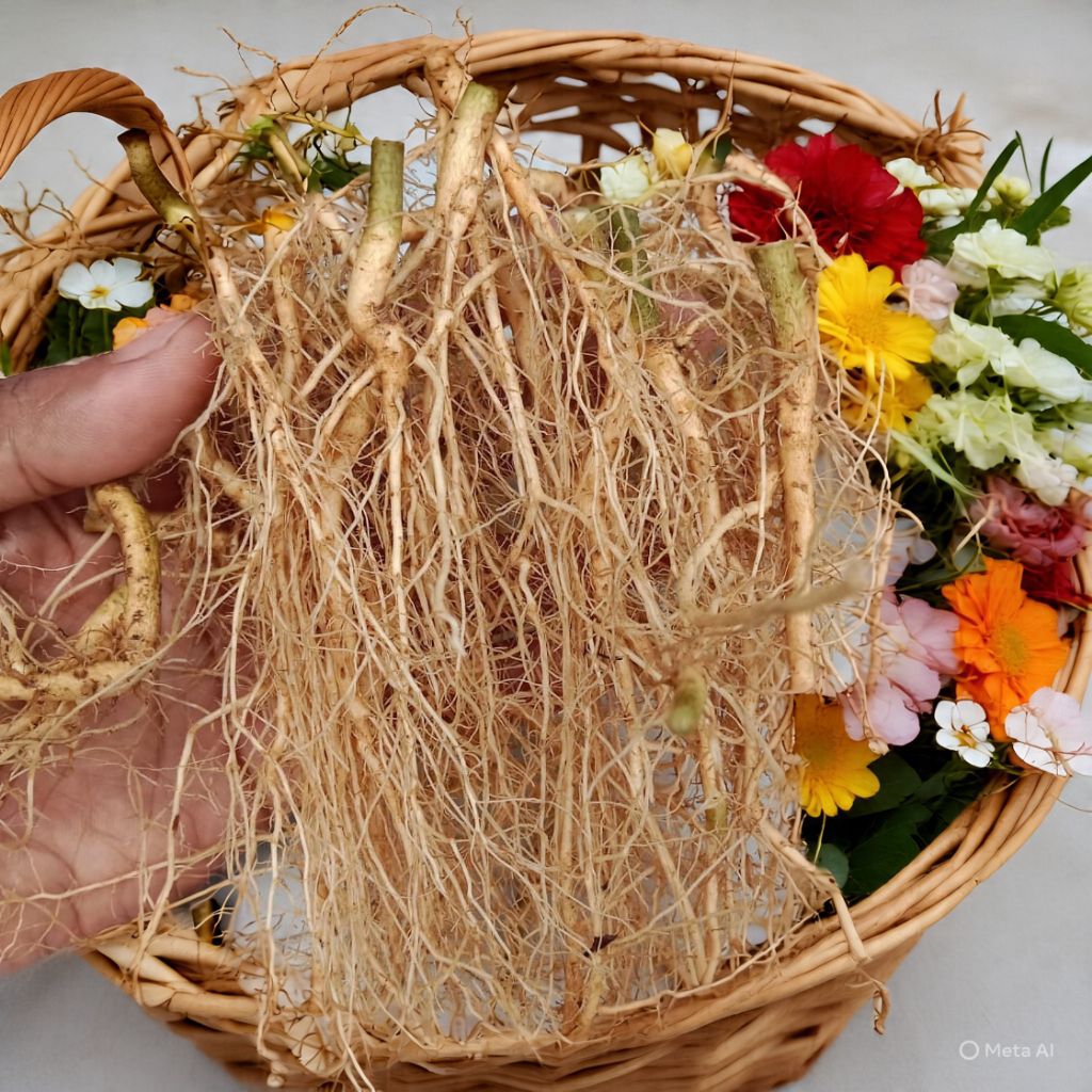 

Akar sidaguri segar 250g