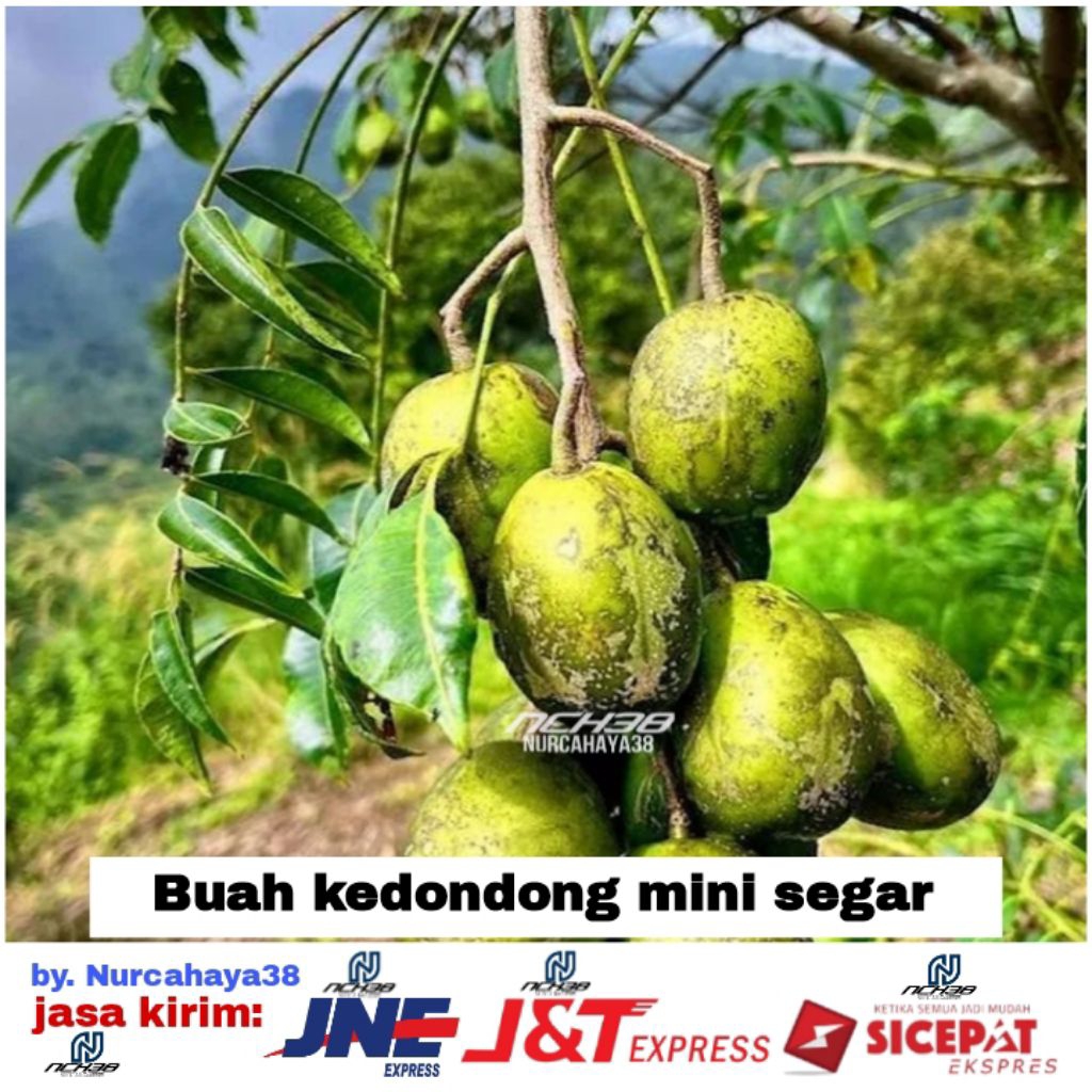 

Buah Kedondong | Buah kedondong mini | Buah kedondong hias segar dan fresh 500 Gram