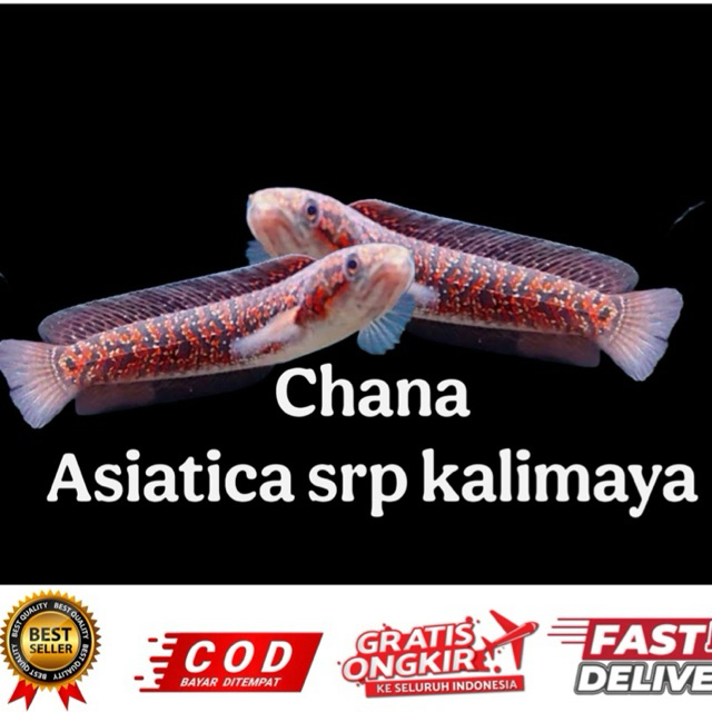 hiasan aquarium chana asiatica rsp kalimaya