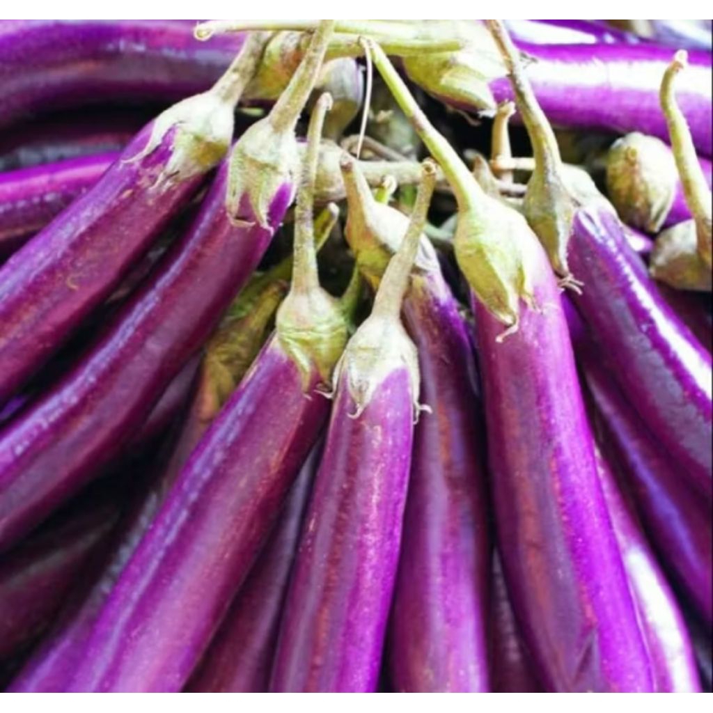 

Terong ungu 500 gram fresh