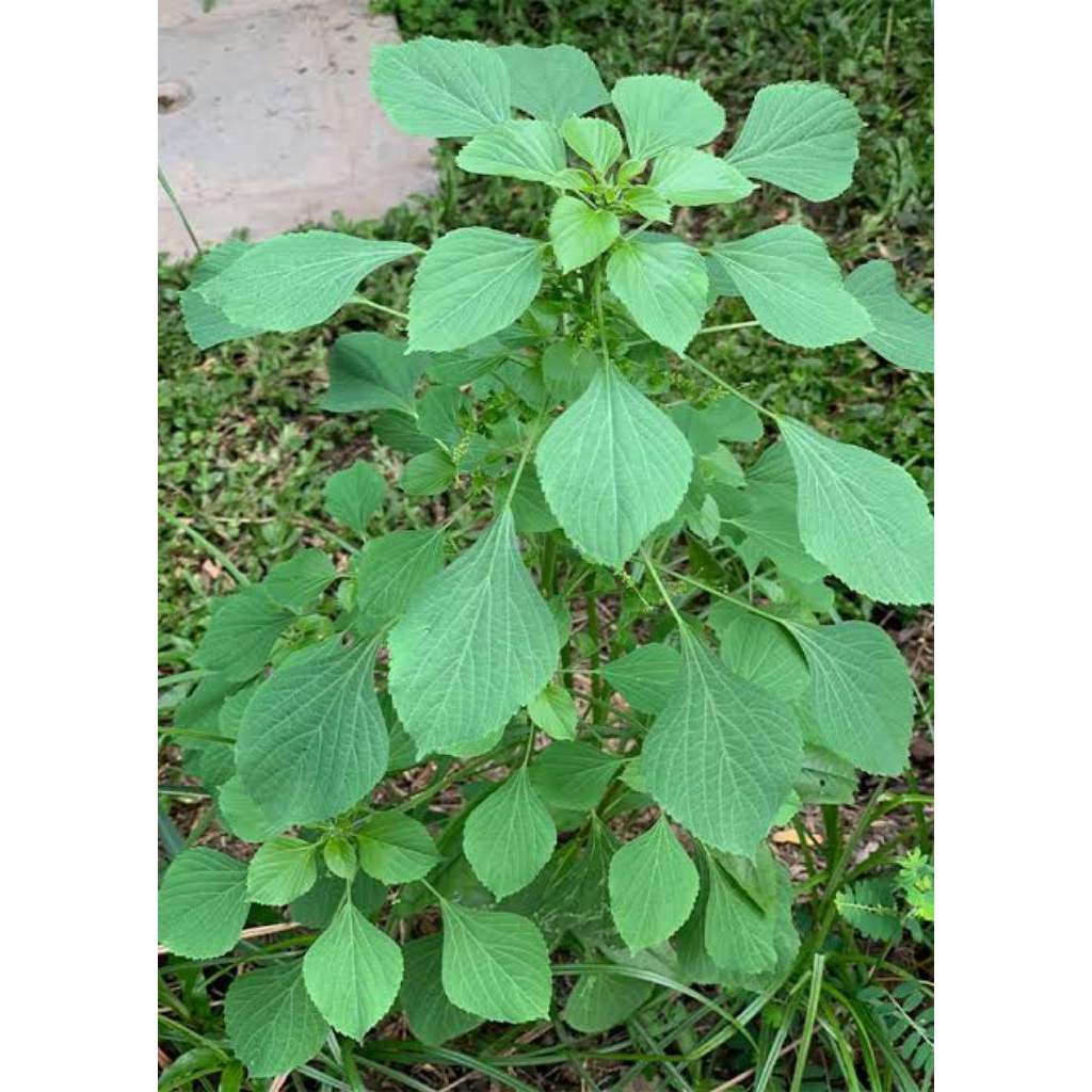 

daun anting anting fresh segar 500 gram