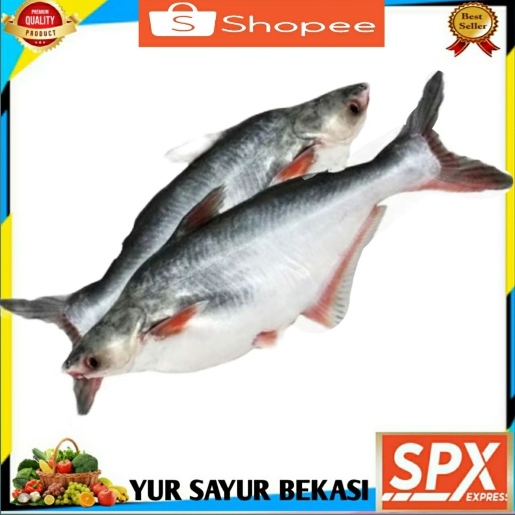 

Ikan Patin Segarr 1kg