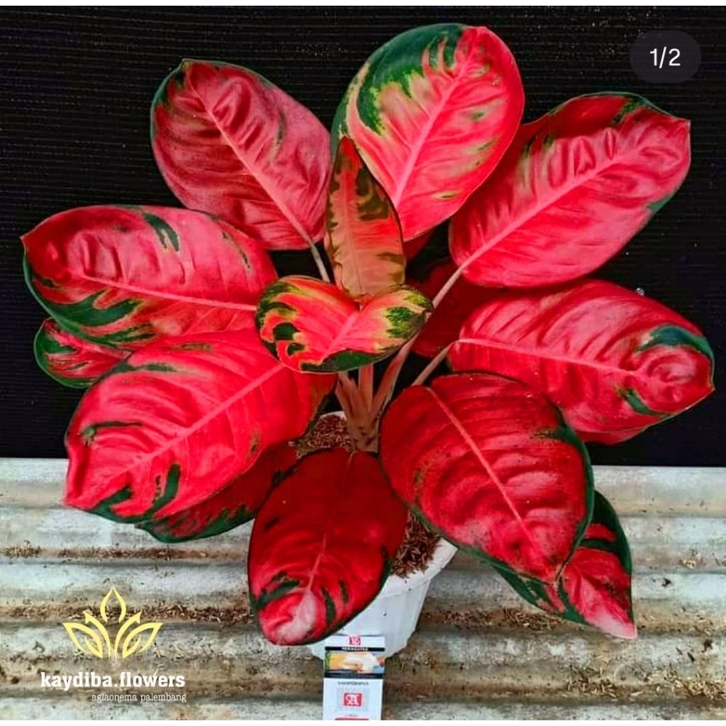 Tanaman Hias Aglonema Kochin Hello Kitty Bibit Bonggol BERAKAR Bertunas Pasti Tumbuh / Tanaman Hias 